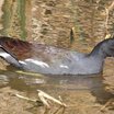 Common Moorhen